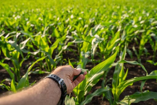 Drone monitoring crops